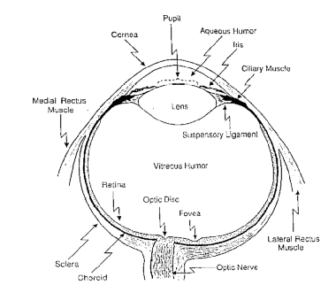 the human eye...its components